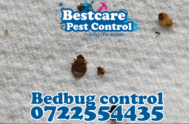 BED BUG COTROL SERVICES AND PEST CONTROL SERVICES IN NAIROBI KENYA